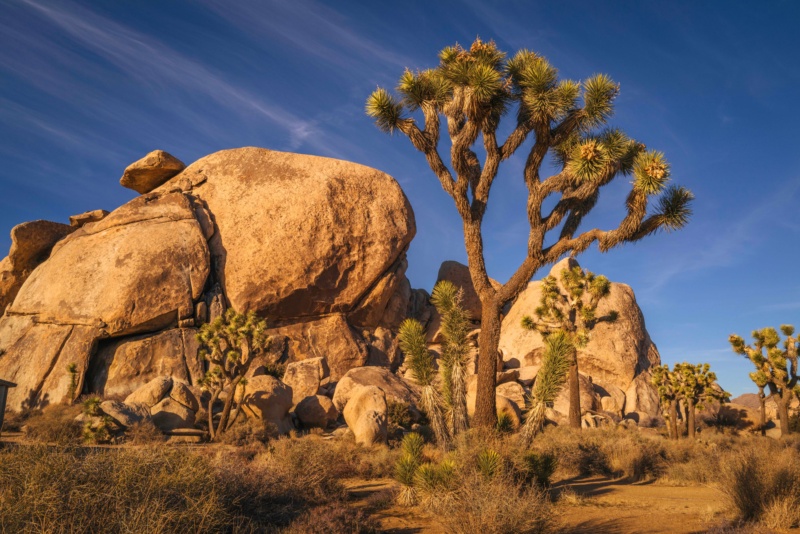 Joshua Tree Journey