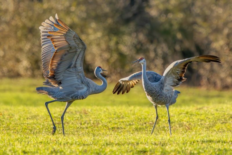 Sandhills Journey