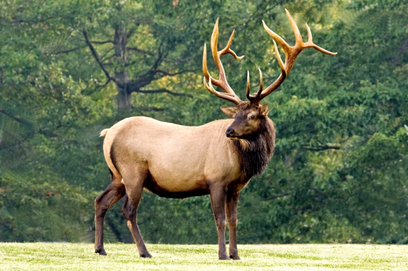 The Bucktail & Elk Country Drive