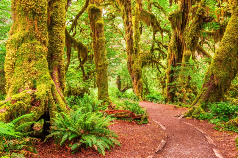 Olympic Peninsula Loop