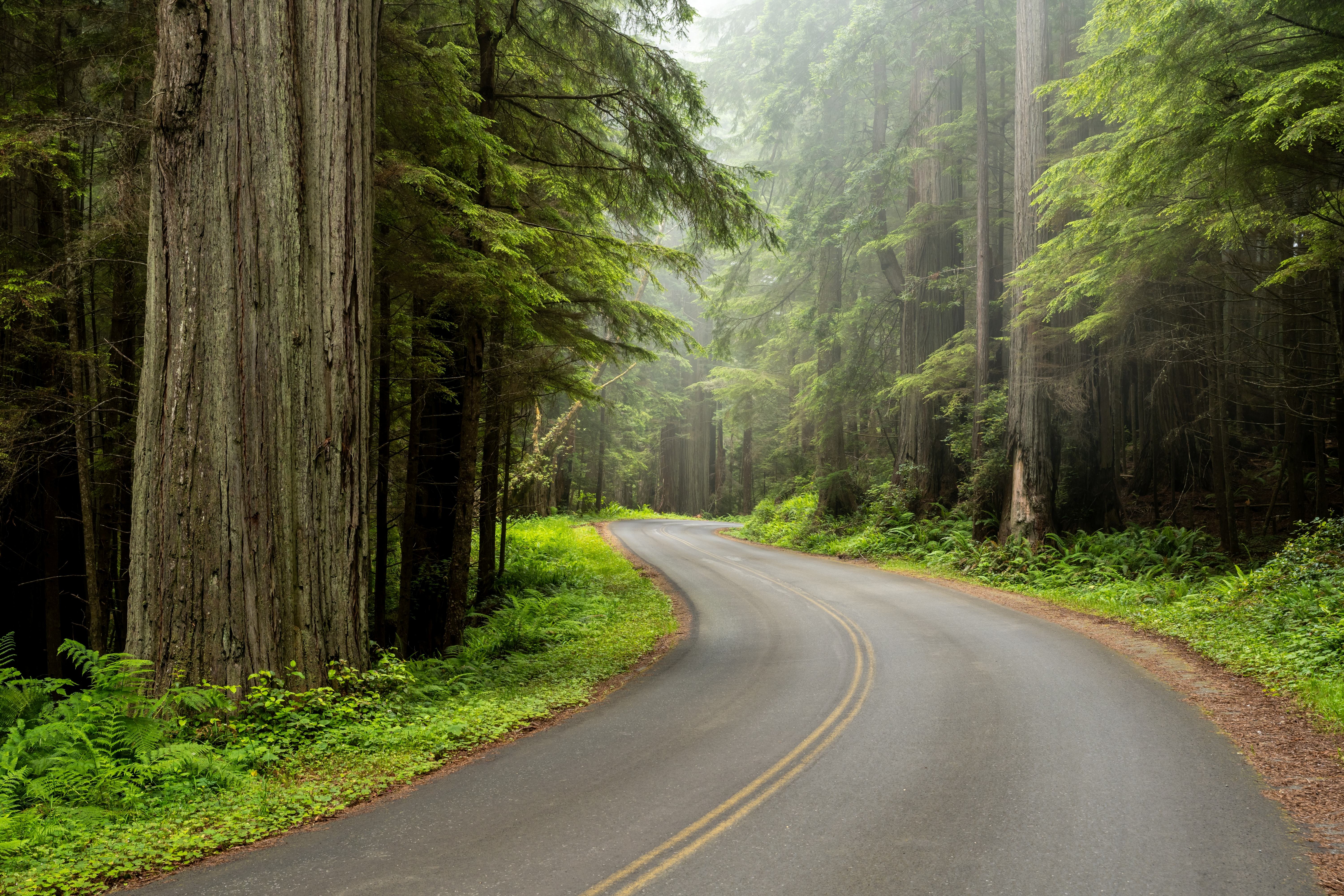 Redwood Highway