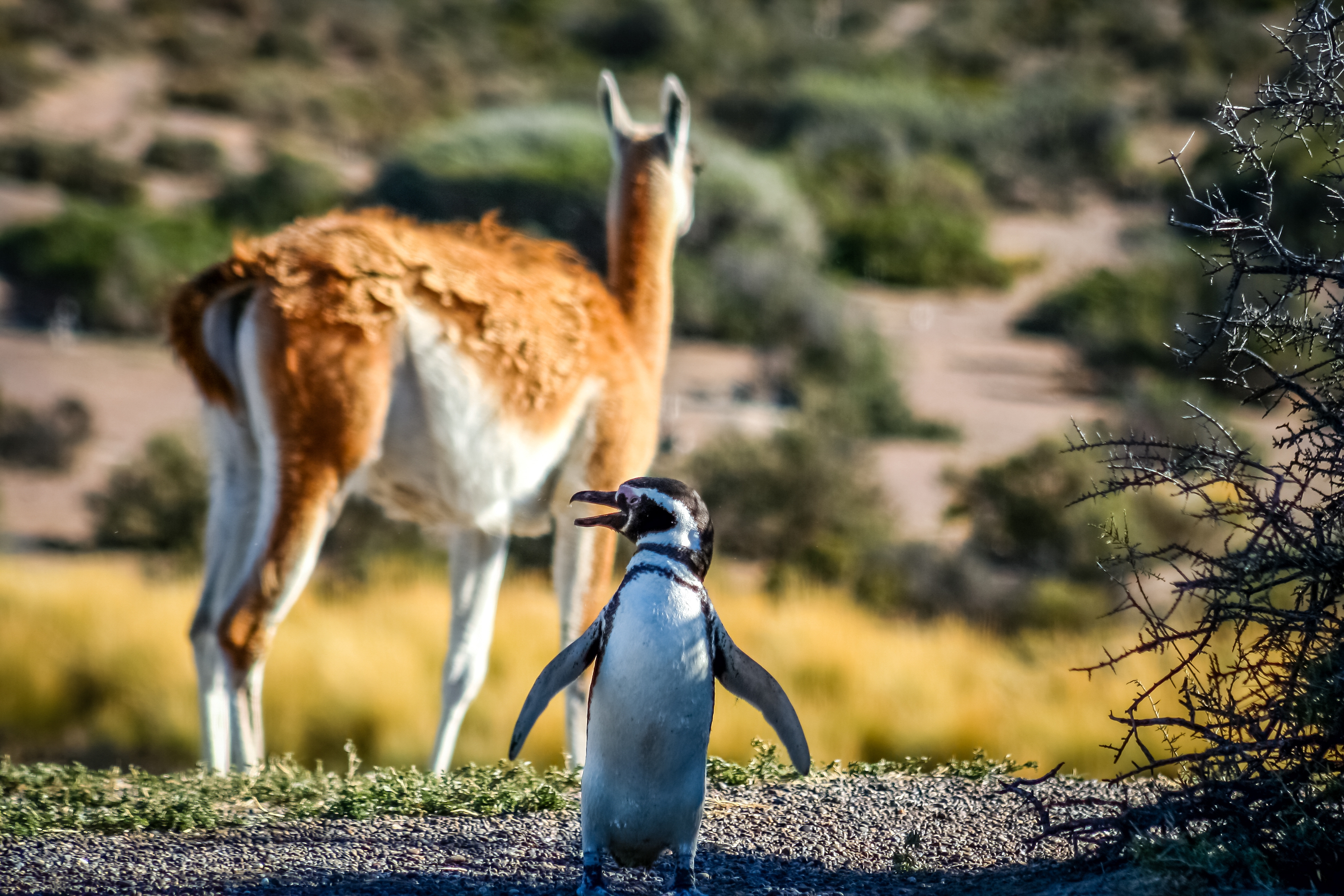 Penguin Highway
